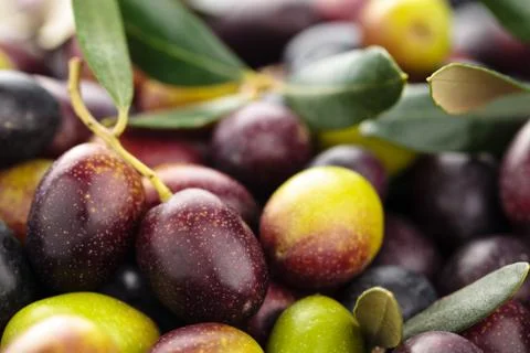 Fresh olives. Stock Photos