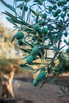 Fresh olives in the tree Stock Photos