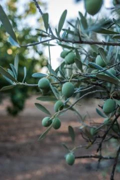 Fresh olives in the tree Stock Photos
