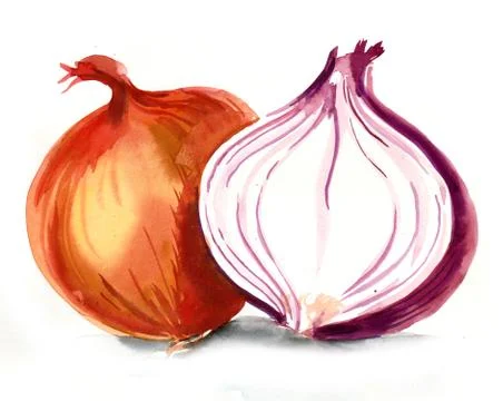 Fresh onion Stock Illustration