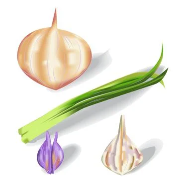 Fresh Onion Set Vector Illustration Stock Illustration
