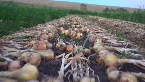 Fresh onions aired on ground Stock Footage 79834284