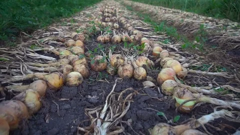 Fresh onions aired on ground Stock Footage 79835450