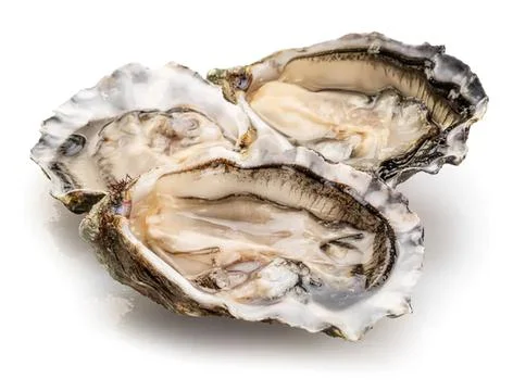 Fresh open oyster shell with meat on a white background Fotos Stock