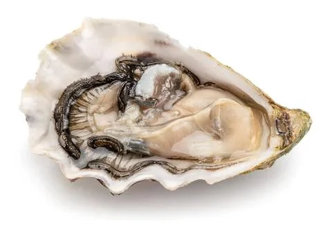 Fresh open oyster shell with meat on a white background Stock-Fotos