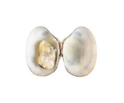 Fresh opened clam shell isolated on white background Stock Photos
