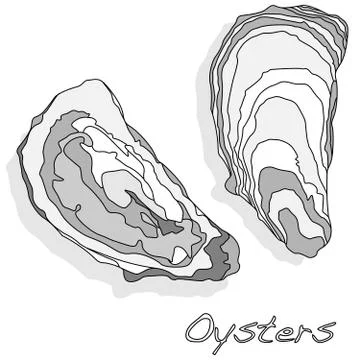 Fresh opened oyster on white Stock Illustration