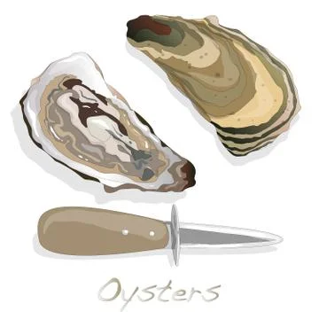 Fresh opened oyster on white Stock Illustration