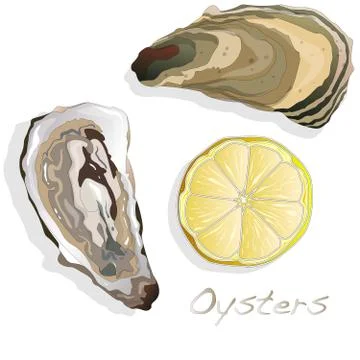 Fresh opened oyster on white Stock Illustration