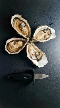 Fresh opened oysters on black background. Stock Photos