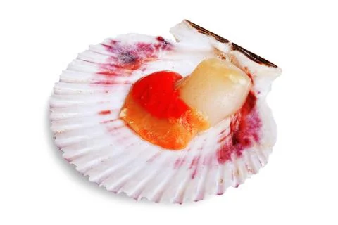 Fresh opened scallop Stock Photos