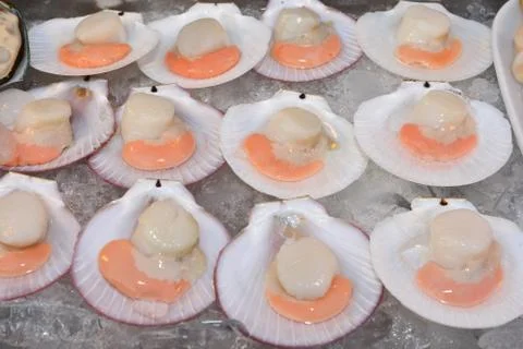 Fresh opened scallop Stock Photos