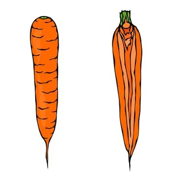 Fresh Orange Carrots. Half of Carrot. Sliced Carrot. Ripe Vegetables. Carrots Stock Illustration
