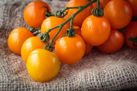 Fresh orange cherry tomatoes Stock Photos