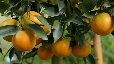 Fresh orange Stock Footage 91840943