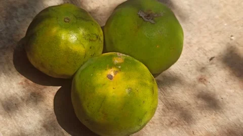 Fresh Orange Fruit Stock Footage 255042012