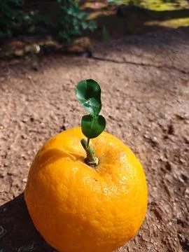 Fresh Orange Fruit Growing Small Green Leaf Sprout Concept Stock Photos