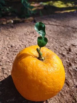 Fresh Orange Fruit Growing Small Green Leaf Sprout Concept 스톡 사진
