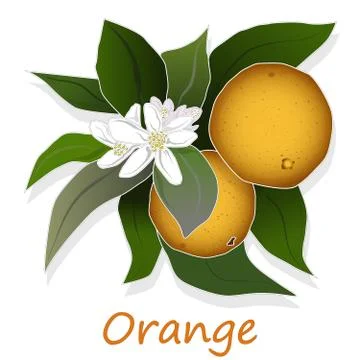 Fresh orange isolated on white background Stock Illustration