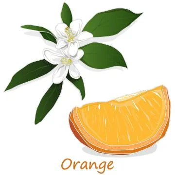 Fresh orange isolated on white background Stock Illustration