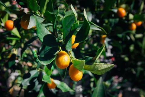 Fresh orange on orange tree. Stock Photos