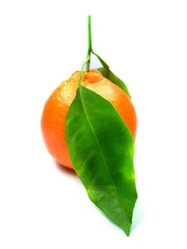 Fresh orange Stock Photos