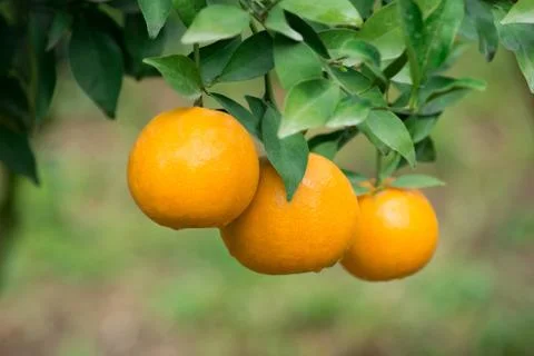 Fresh orange Foto stock