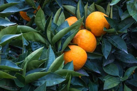 The Fresh orange Stock Photos