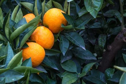 The Fresh orange Stock Photos