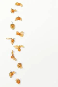 Fresh orange physalis berries isolated on a white background. Stock Photos