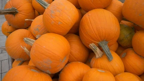 Fresh Orange Pumpkins Stock Footage 97869501