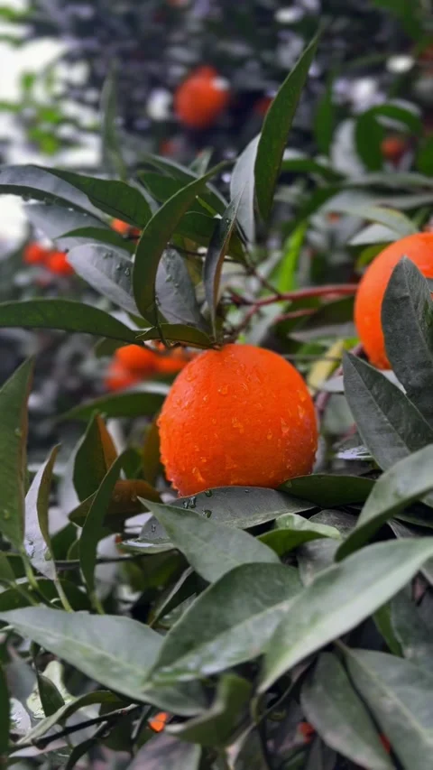 Fresh Orange with Raindrops After Rain in Orchard – Rural Ambient Sound – 4K Stock Footage 328831368