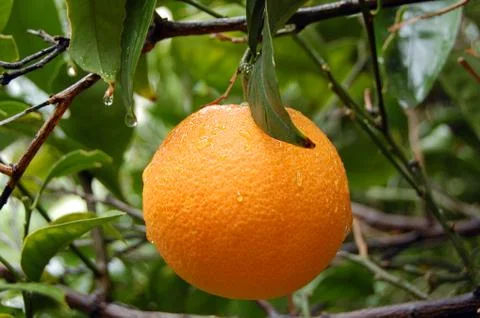 Fresh orange with raindrops Stock Photos