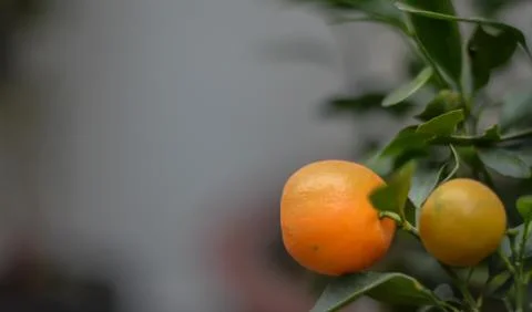 A Fresh Orange ready for ripening Stock Photos