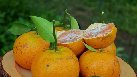 Fresh Orange Rotating in the Garden. Stock Footage 305032872