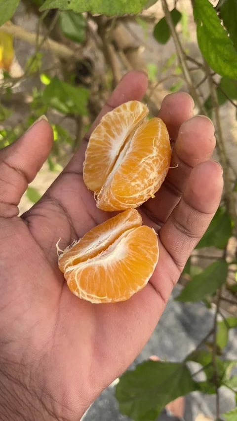 Fresh Orange Slices Held in Hand Close-Up View 動画素材 320930979