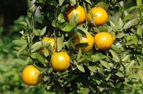 Fresh orange on tree Foto stock