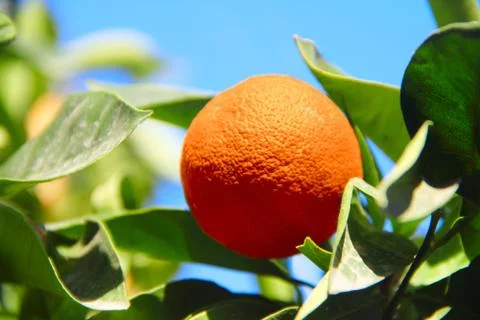Fresh orange on tree 库存照片