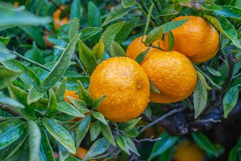 Fresh Oranges Branch Stock-Fotos