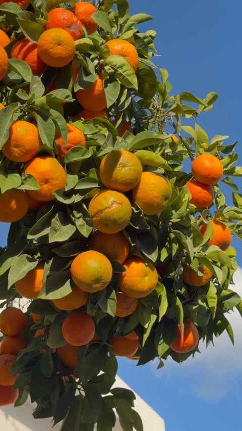 Fresh oranges grow on tree branch against blue sky, oranges lifestyle content Video stock 329277053