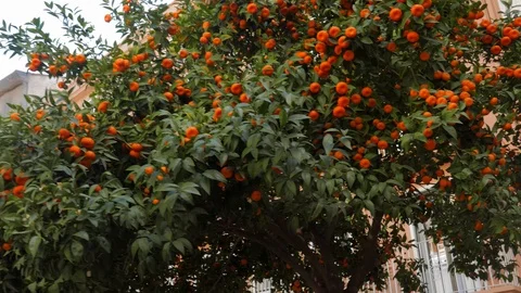 Fresh Oranges Growing On A Tree Stock Footage 102649737