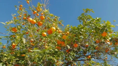 Fresh Oranges Growing On A Tree Stock Footage 102649796