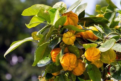 Fresh Oranges Growing on Tree Stock Photos
