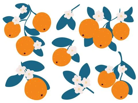 Fresh oranges hand drawn set Stock Illustration