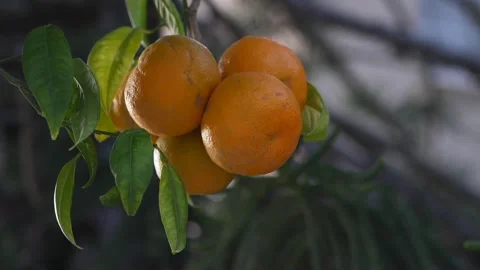 Fresh oranges hang on a green tree branch, glowing under sunlight. Juicy Video stock 317720796