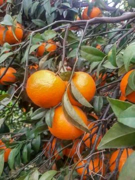 Fresh oranges hang on tree Stock Photos