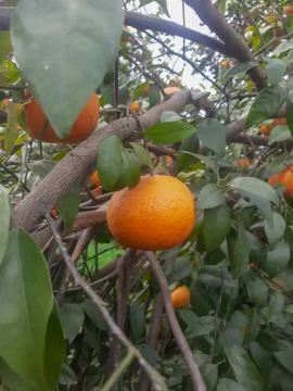 Fresh oranges hang on tree Stock Photos