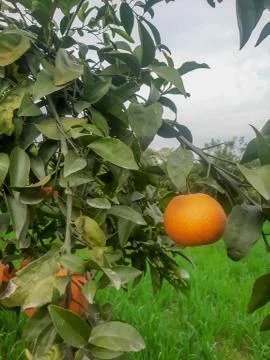 Fresh oranges hang on tree Stock Photos