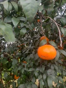 Fresh oranges hang on tree Stock Photos