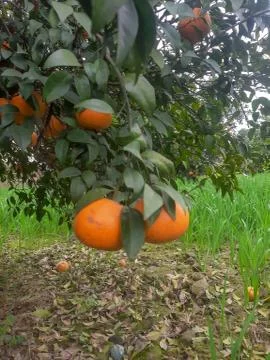 Fresh oranges hang on tree Stock Photos